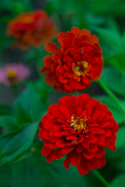 Group of large red flowers close-up.