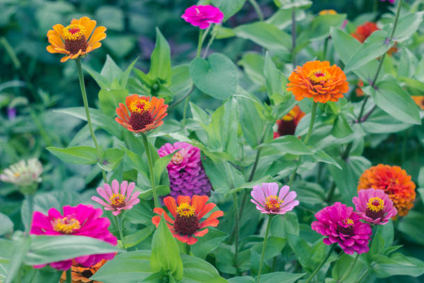 istock Multicolored bright flowers in the garden. 1016230942