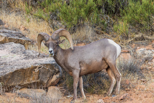 istock Desert Bighorn Sheep Ram 1016237440