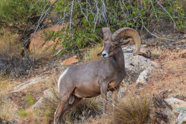 istock Desert Bighorn Sheep Ram 1016237578