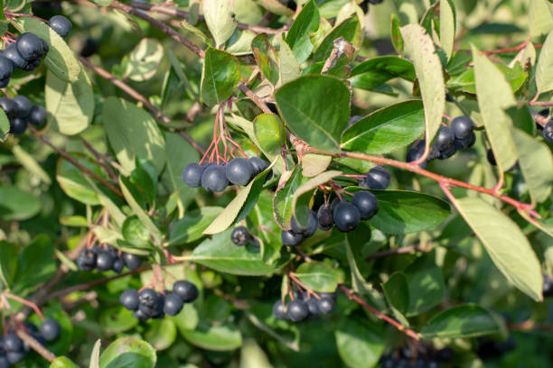 istock Branch filled with aronia berries. 1016237824
