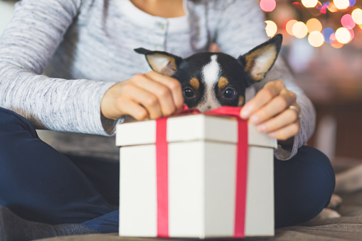 A young woman opens a Christmas present while her adorable little dog sits in her lap and watches her open. The gift is in the foreground. There lights flickering on the tree in the background.