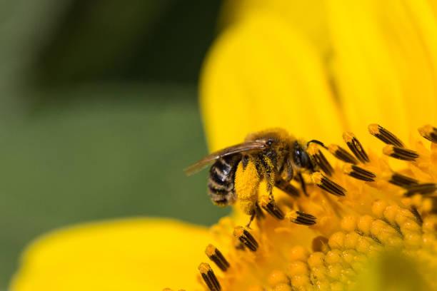 istock Bees collecting pollen from a sunflower. 1016245224