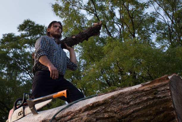 istock Lumberjack working with ax and chainsaw on logs 1016245434