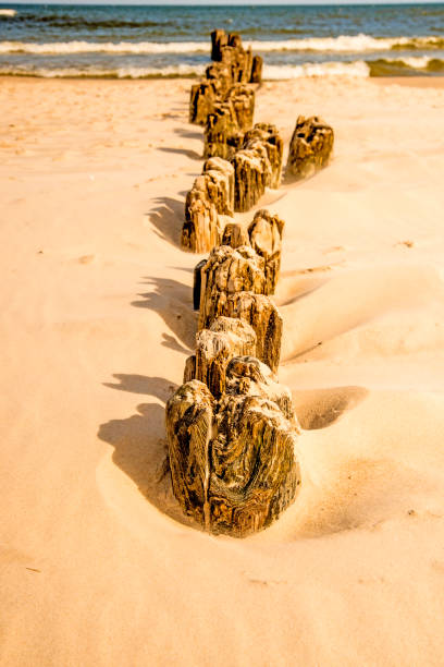 old groin in the Baltic Sea  in Poland old groin in the Baltic Sea in Poland algue stock pictures, royalty-free photos & images