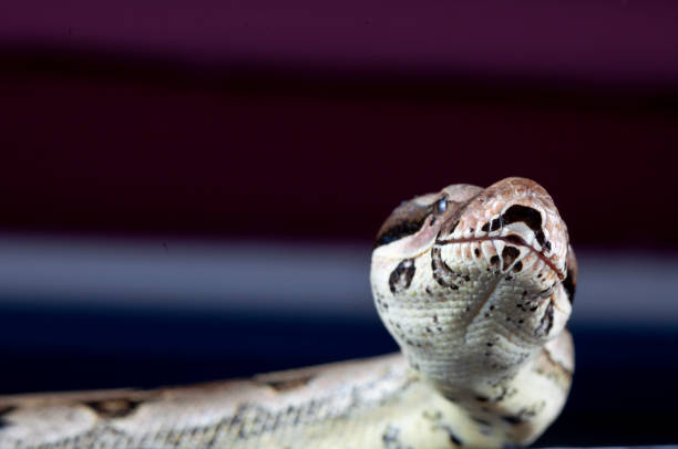 gute - red tailed boa stock-fotos und bilder