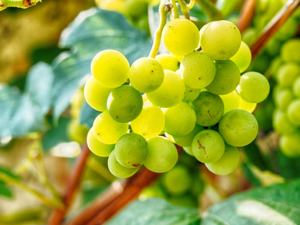 istock bunches of grapes ripening on the bush 1016251632
