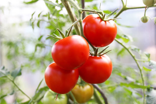 istock Bunch of Red ripe Tomato plant 1016256388