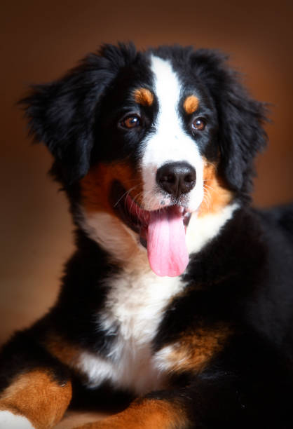istock Bernesa mountain dog 1016256660