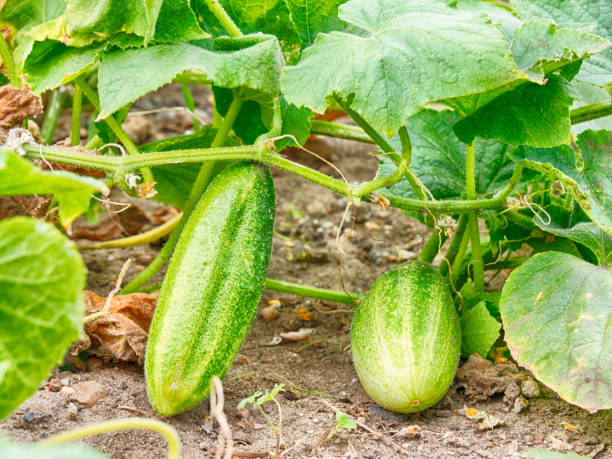 istock growing cucumbers in the garden 1016257026
