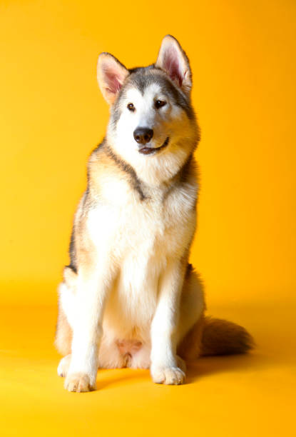 istock Siberian husky dog 1016262752