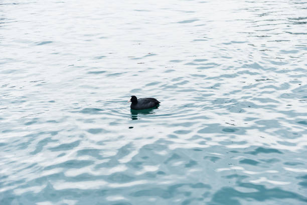 Black teal, (or scaup) black ducks swim in the water