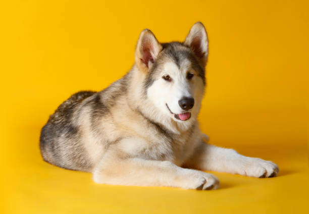 istock Siberian husky dog 1016263522