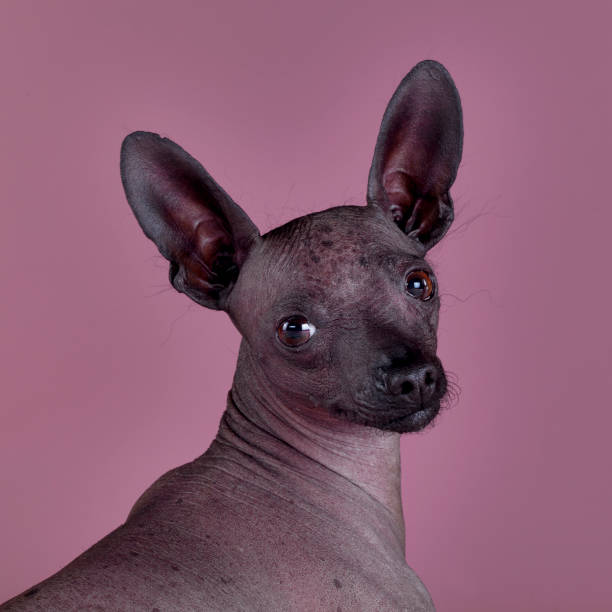 Ugly dog Mexican hairless dog portrait in studio with purple background ugly dog stock pictures, royalty-free photos & images