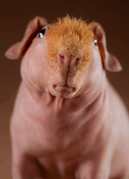 Ugly beast Guinean pig portrait in studio ugly animal stock pictures, royalty-free photos & images