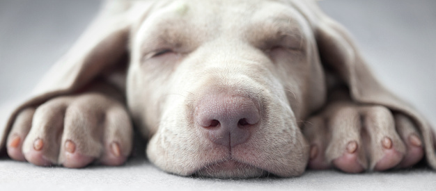 Man strokes French Bulldog lying in comfortable bed in sunny morning