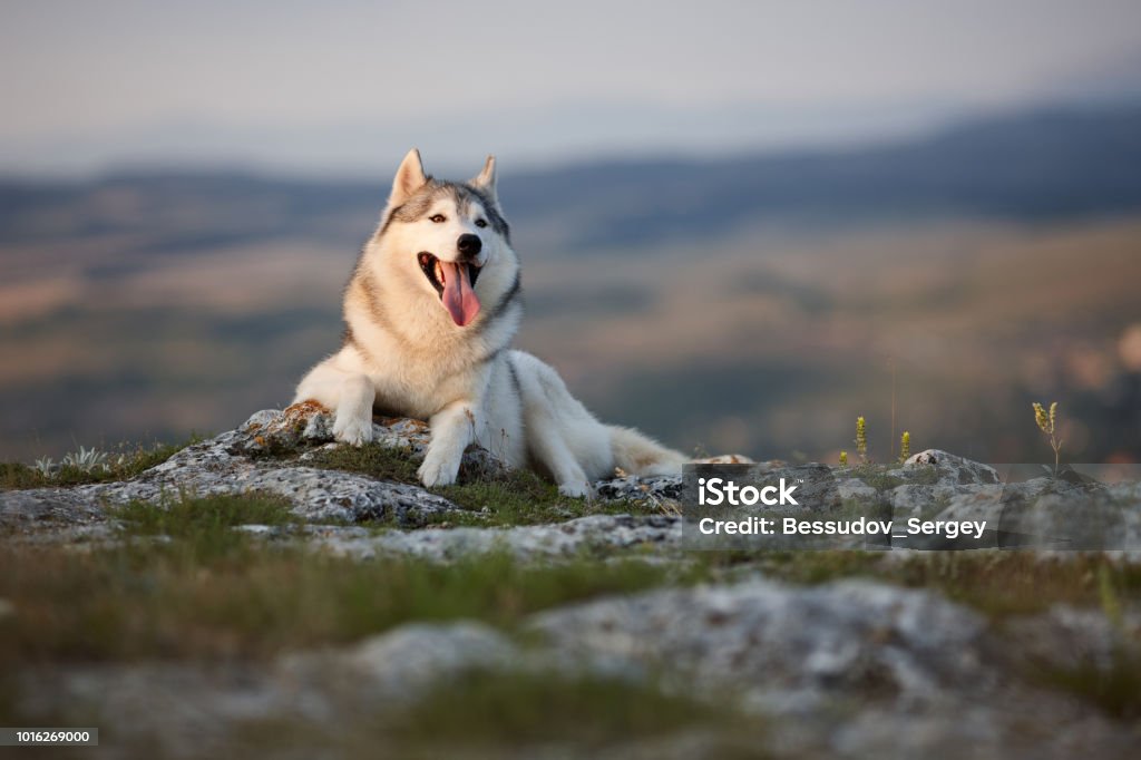 The magnificent gray Siberian Husky lies on a rock in the Crimean mountains against the backdrop of the forest and mountains. A dog on a natural background. Animal Stock Photo