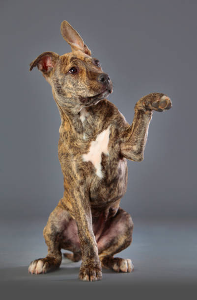 istock Staffordshire terrier dog 1016269176