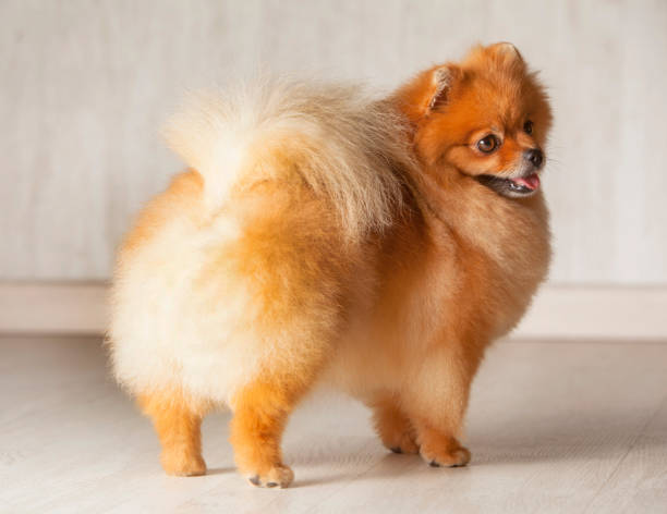 210+ Pupy Stock Photos, Pictures & Royalty-Free Images - iStock