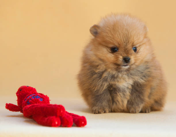 istock Pomeranian puppy dog 1016272308