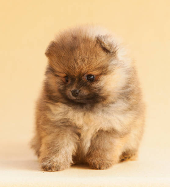 istock Pomeranian puppy dog 1016272386