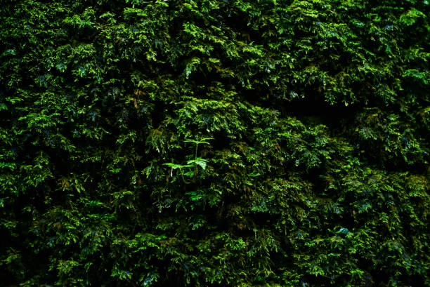 istock grunge texture, background: old stone wall covered with moss 1016272466