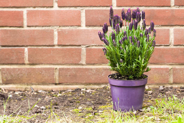istock Lavender  bush in flower pot 1016273158