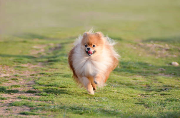 istock Fluffy dog runs across the field, Spitz 1016273178