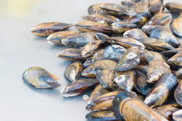 Photo of fresh raw mussels close up on gray background. Agde local market, France.