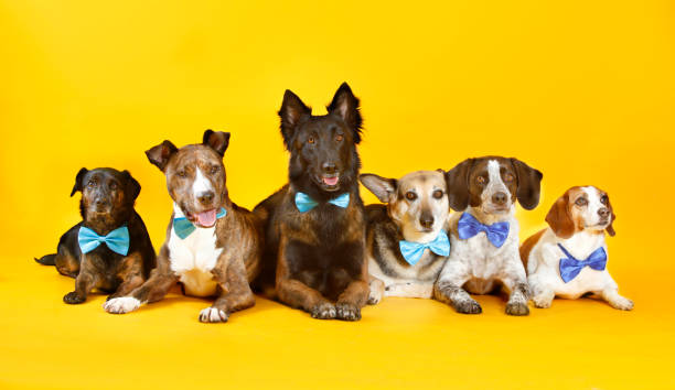 Pack of dogs