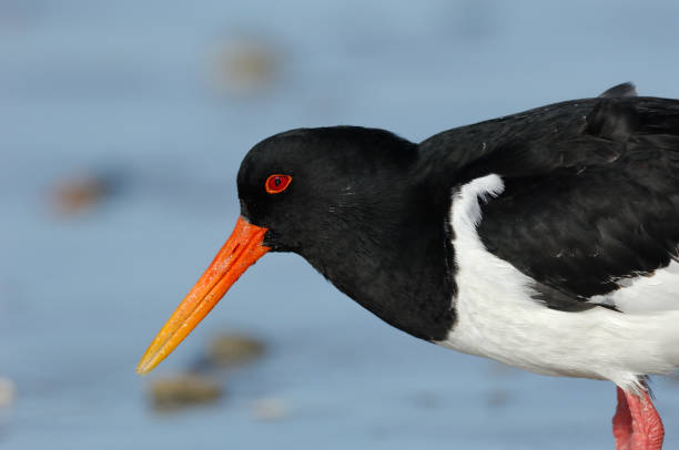 istock Eurasian oystercatcher (Haematopus ostralegus) 1016276622