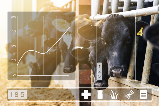 Agritech concept with dairy cows feeding in a barn and data app display overlayed. Foremost cow has yellow wireless data tag and is highlighted with box showing that it is currently selected.