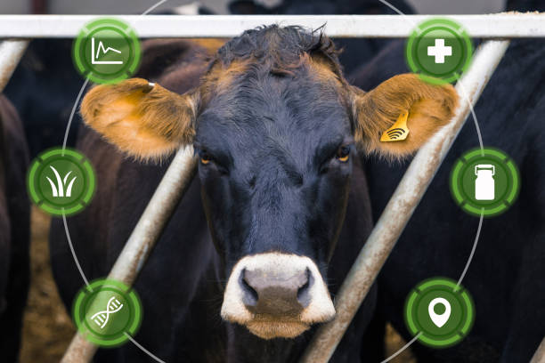 agritech concept avec des vaches laitières et des graphiques superposés - cattle shed cow animal photos et images de collection