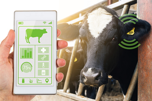 Agritech concept showing smartphone app wirelessly reading a dairy cows data ear tag.