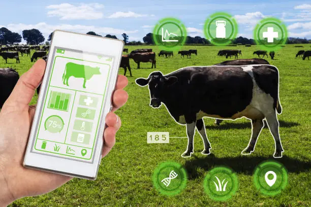 Photo of Agritech concept smartphone app accessing dairy cows data and statistics in a grassy field