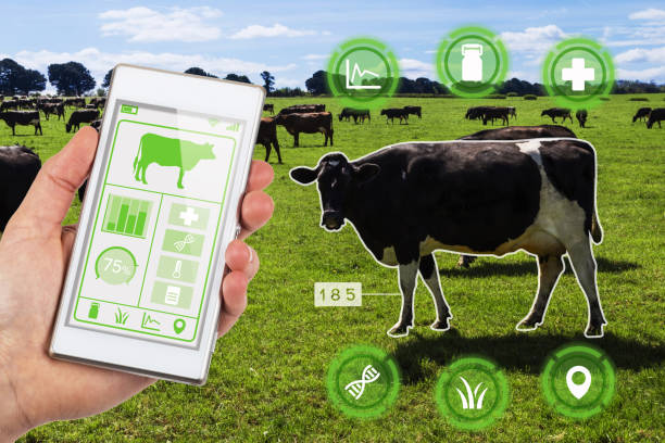 agritech concept smartphone app accessing dairy cows data and statistics in a grassy field - cattle shed cow animal imagens e fotografias de stock