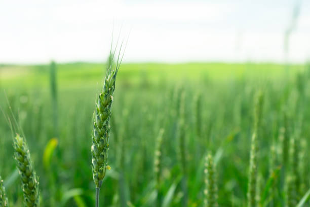 istock Wheat field. Green wheat. Agriculture scene. Mock up. 1016287548