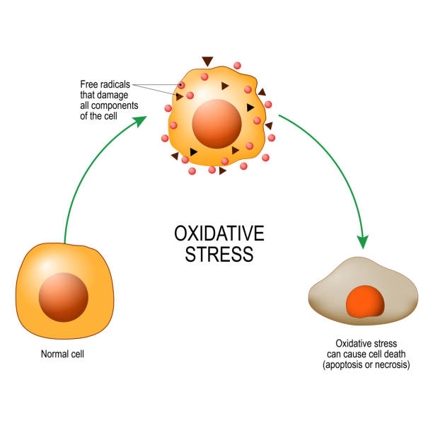 illustrations, cliparts, dessins animés et icônes de stress oxydatif. - rust free