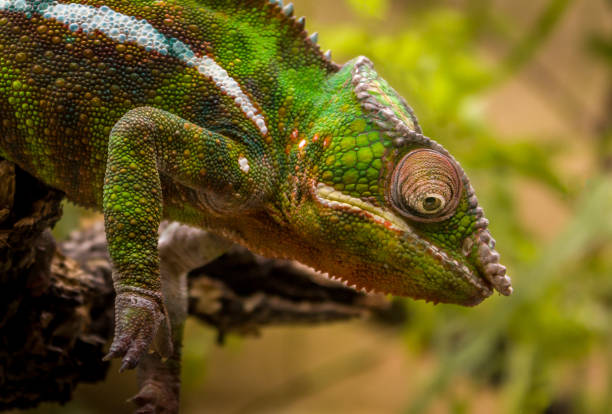 istock Closeup of Chameleon 1016289748