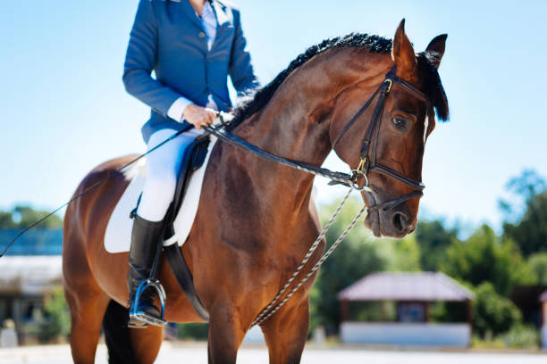 Horseman wearing special uniform resting while sitting on horse Special uniform. Professional skillful horseman wearing special uniform resting while sitting on horse charismatic racehorse stock pictures, royalty-free photos & images