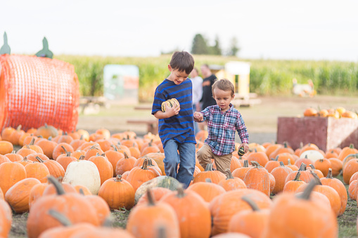Two young ethnic brothers hold hands as they walk through a field filled with pumpkins on the ground. The older is holding a small pumpkin.