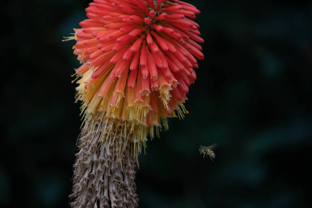 istock Wasp lands on a Red Hot Poker plant 1016301834