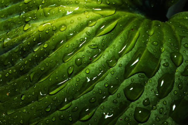 Raindrops on Leaf stock photo