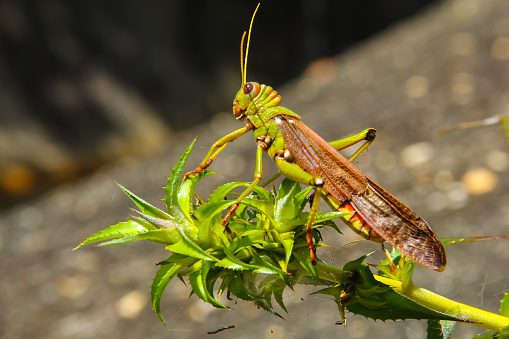 green grasshopper on top of plant