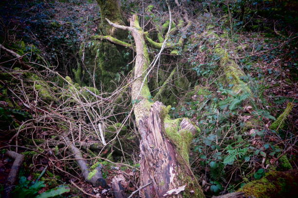 istock Puzzlewood in Monmouthshire, Wales 1016320640