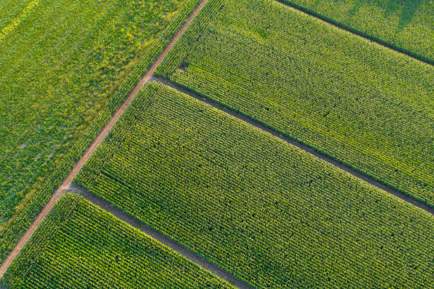 istock Agricultural area, field 1016321236