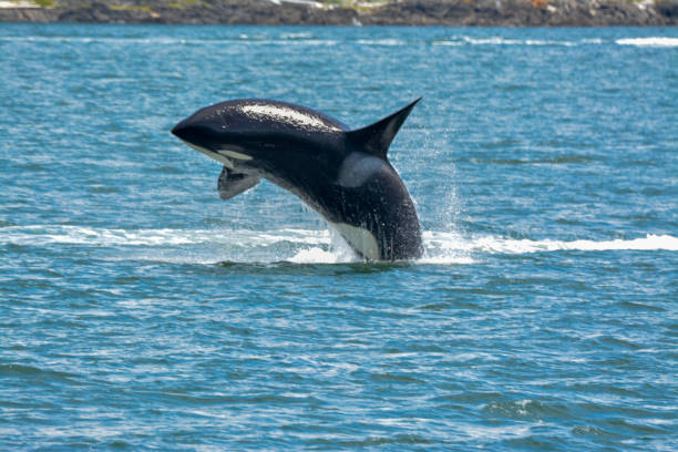 Orca Belly Flop Orca Belly Flop in Puget Sound puget sound stock pictures, royalty-free photos & images