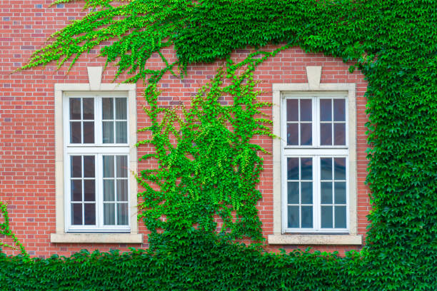 istock brick building wall, covered with thickets of vines, two windows close-up 1016335390
