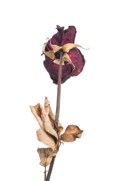 istock Dried flowers red rose isolated on white 1016335608