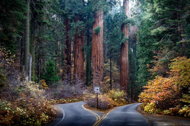 niesamowite zdjęcie podzielonej drogi w parku narodowym sequoia jesienią - scenics natural landmark local landmark international landmark zdjęcia i obrazy z banku zdjęć